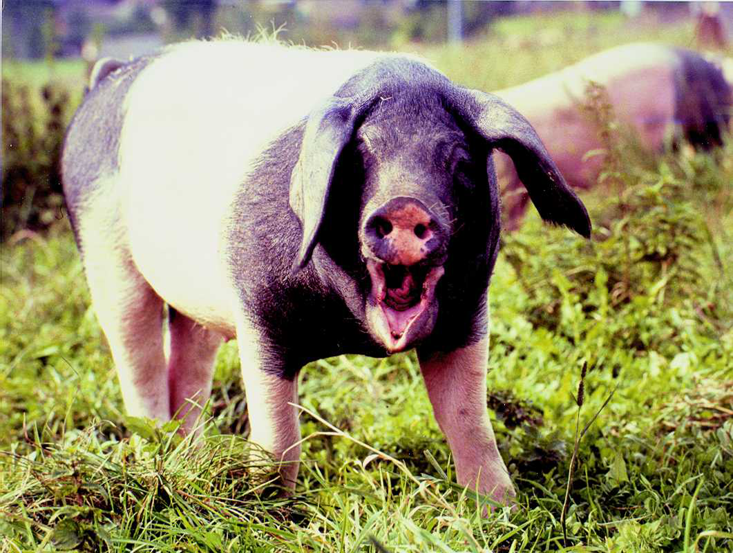 Schwäbisch- Hällisches Landschwein